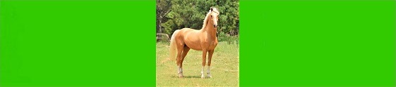image d'un cheval pour la page communication animale du site web shopbreizh.fr